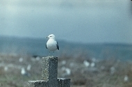 Insel Kerju