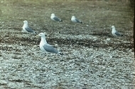 Hülgesaar (Seerobbeninsel) (Allirahu)