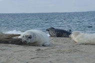 Hülgesaar (Seerobbeninsel) (Allirahu)